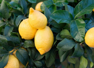 agrumi