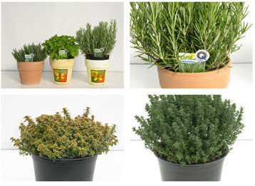 aromatiche